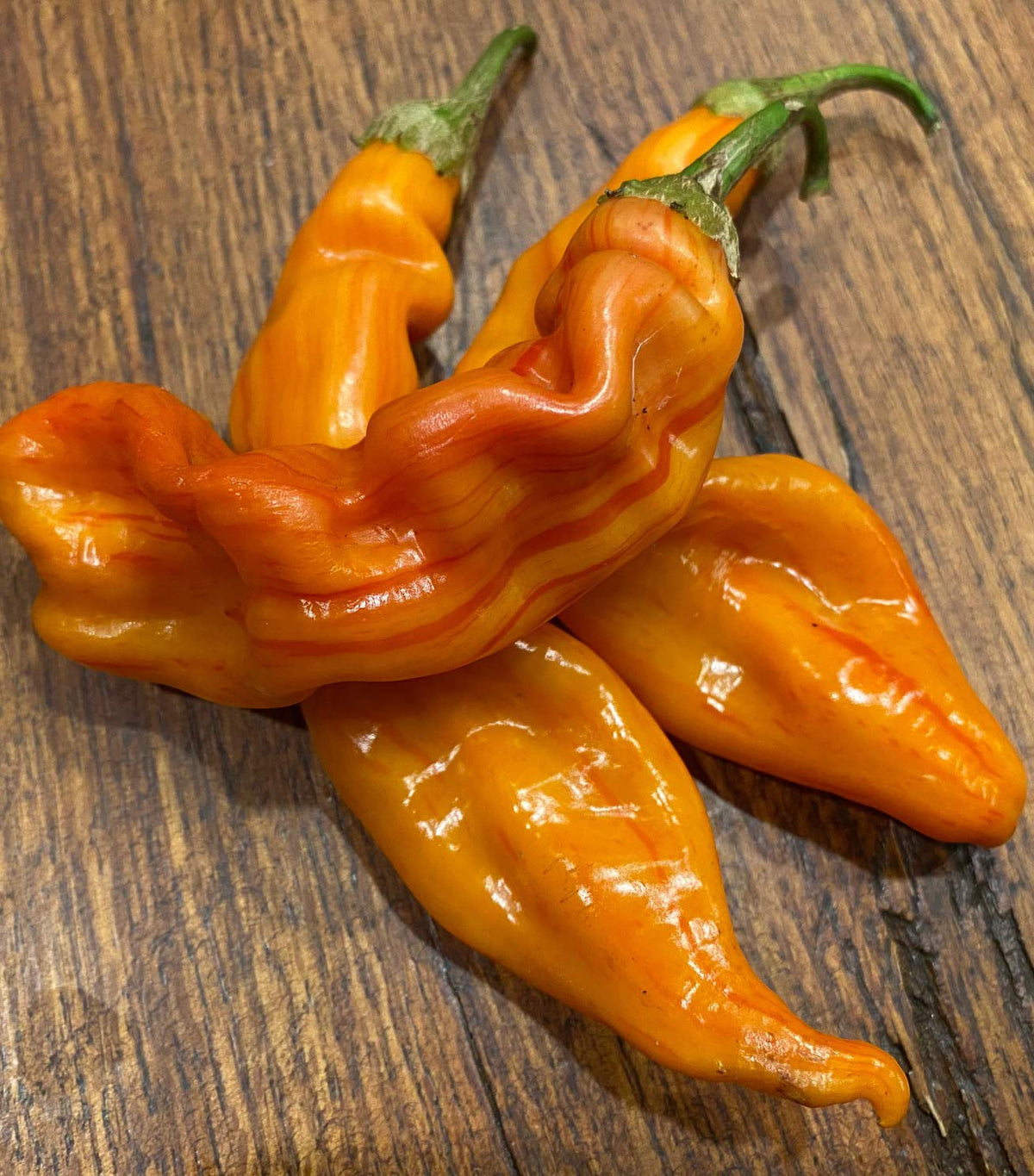 Sherwoods Seeds Sugar Rush Stripey Bacon peppers on plant with vibrant lime to peach-red stripes.