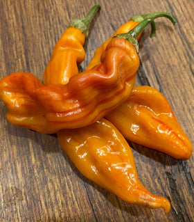 Sherwoods Seeds Sugar Rush Stripey Bacon peppers on plant with vibrant lime to peach-red stripes.