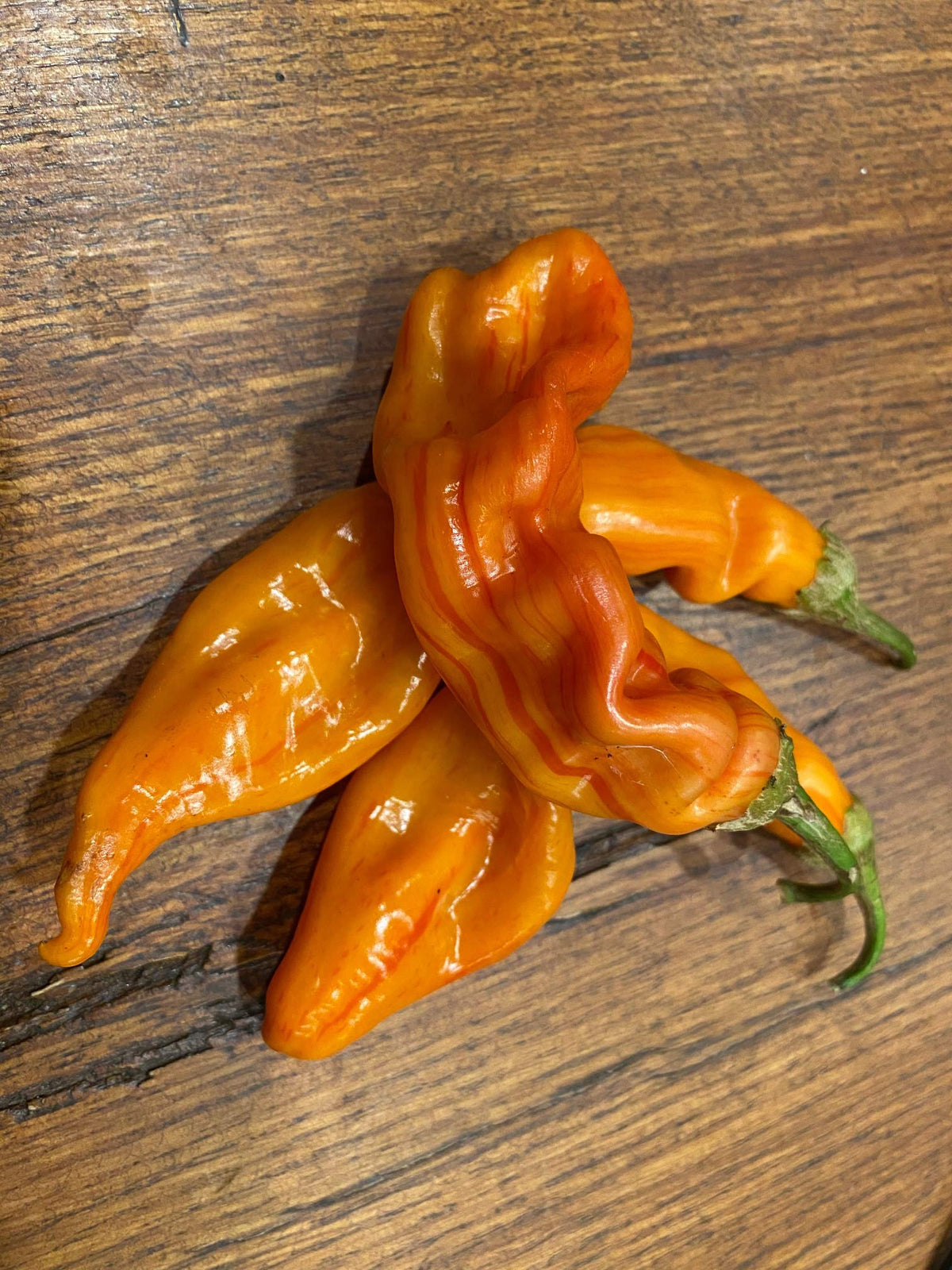 Sugar Rush Stripey Bacon peppers maturing on tall plant with striped fruit.