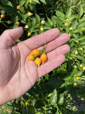 Sherwoods Seeds Yellow Biquinho Chupetinho pepper seeds close-up heirloom variety