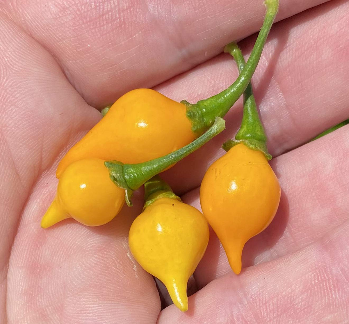Sherwoods Seeds Yellow Biquinho Chupetinho seed pack front view for home gardening