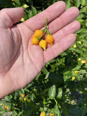 Sherwoods Seeds Yellow Biquinho Chupetinho seed pack plants ready for heavy yields