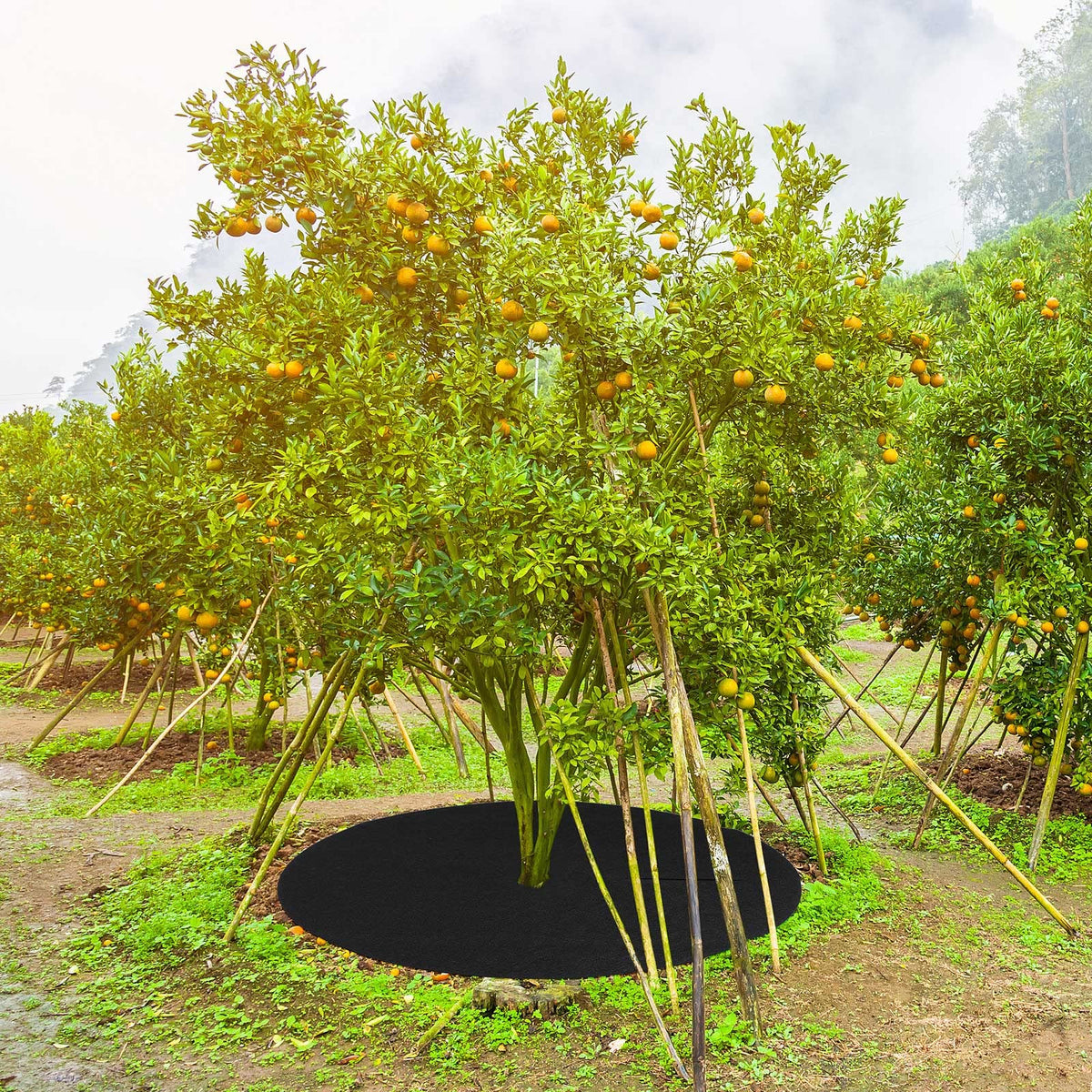 Shimeyao cuttable mulch ring provides flexible sizing for planting areas