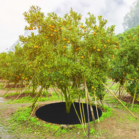 Shimeyao cuttable mulch ring provides flexible sizing for planting areas
