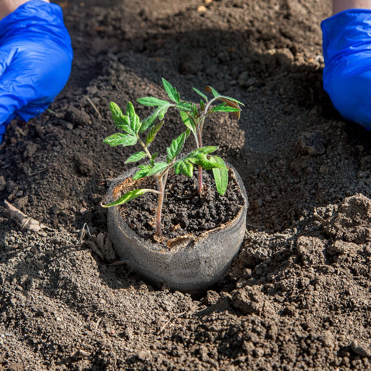 Shimeyao gopher-proof basket design minimizes root exposure in pots