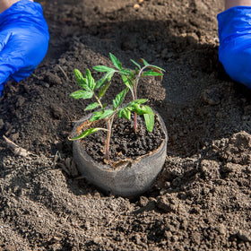 Shimeyao gopher-proof basket design minimizes root exposure in pots