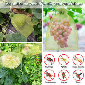 Shintop bags fit grapes, bananas, melons and more