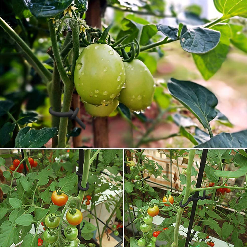 Shintop tomato and rose support with twist ties for stable growth.