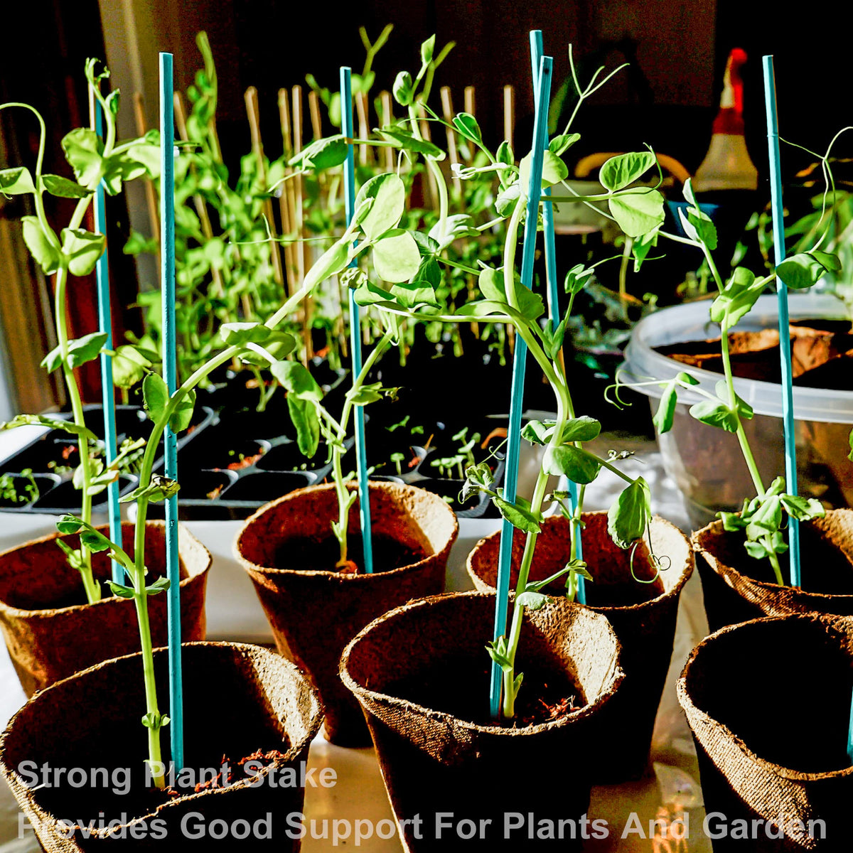 Shishuyu green bamboo stake planted in soil supporting a young plant.