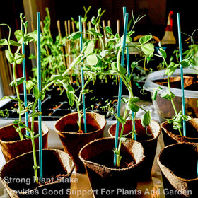 Shishuyu green bamboo stake planted in soil supporting a young plant.
