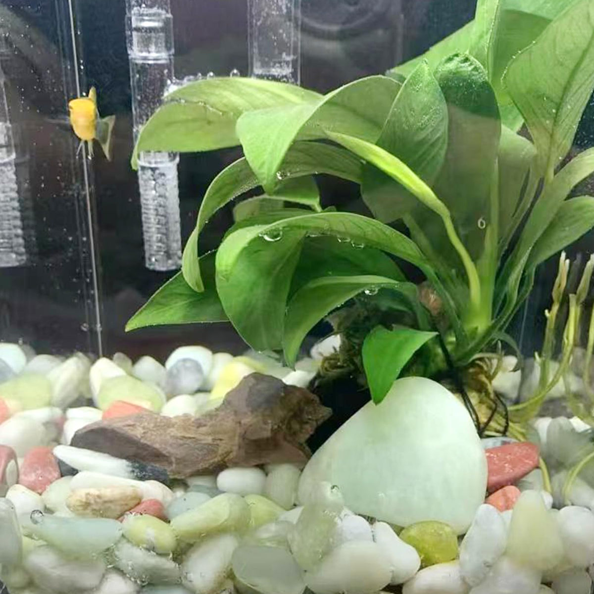 SHIZWU jade pebbles aquarium-safe stones for creative aquatic displays.
