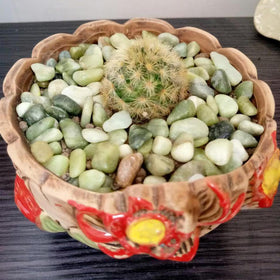SHIZWU jade pebbles on succulent pots enhance surface texture and soil protection.