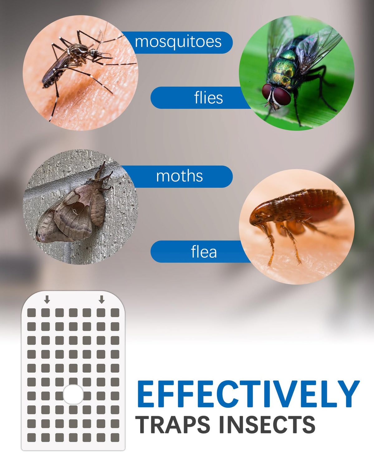 Shootingstar sticky glue boards catching mosquitoes, fruit flies, and gnats with high adhesion