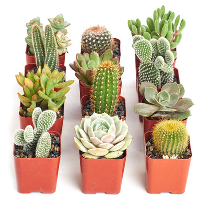 Shop Succulents 12-pack of mini succulents in 2-inch pots for easy indoor display