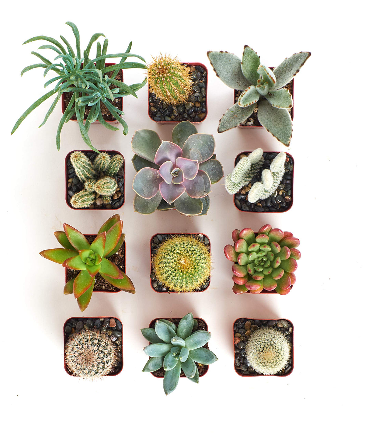 Shop Succulents 2-inch pots closeup of cacti, ideal for terrariums and care