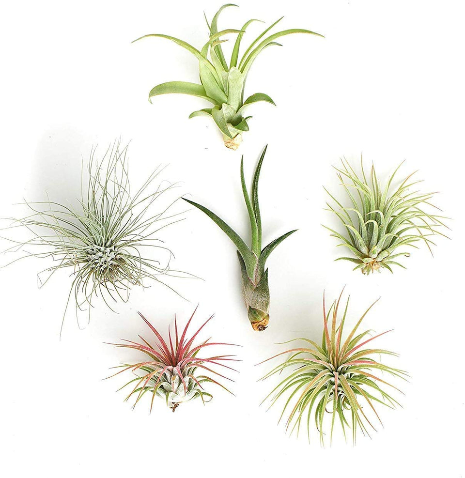 Shop Succulents air plants assorted collection in a 6-pack ready for terrariums.