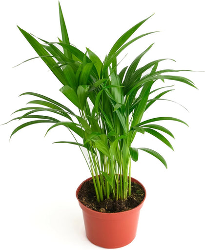 Shop Succulents Areca Palm feathery fronds enhance decor and air quality.