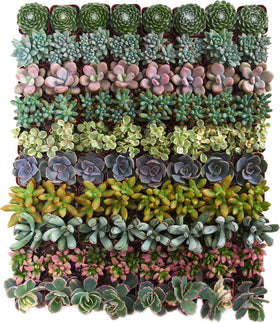 Shop Succulents assorted mini succulent pack overview showing compact, low-maintenance greenery