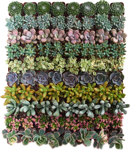 Shop Succulents assorted mini succulent pack overview showing compact, low-maintenance greenery
