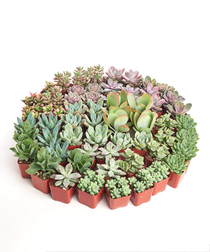 Shop Succulents assorted mini succulents collection for vibrant, low-maintenance home decor.