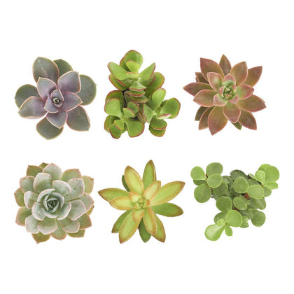 Shop Succulents assorted mini succulents in grow pots for easy home decor.
