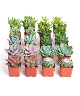 Shop Succulents assorted live mini plants for easy home greenery.