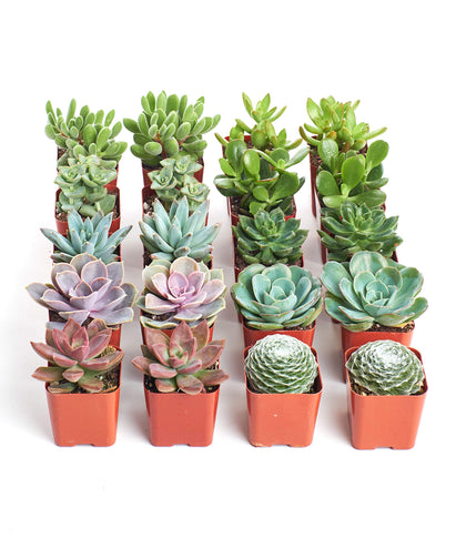Shop Succulents assorted live mini plants for easy home greenery.