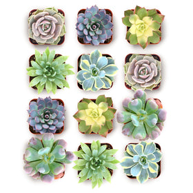 Shop Succulents Blush Rosette close-up showing delicate pastel rosettes for elegant décor