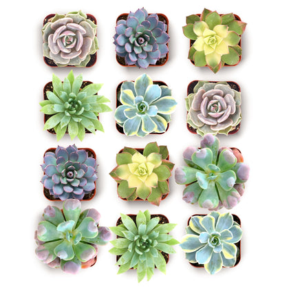 Shop Succulents Blush Rosette close-up showing delicate pastel rosettes for elegant décor