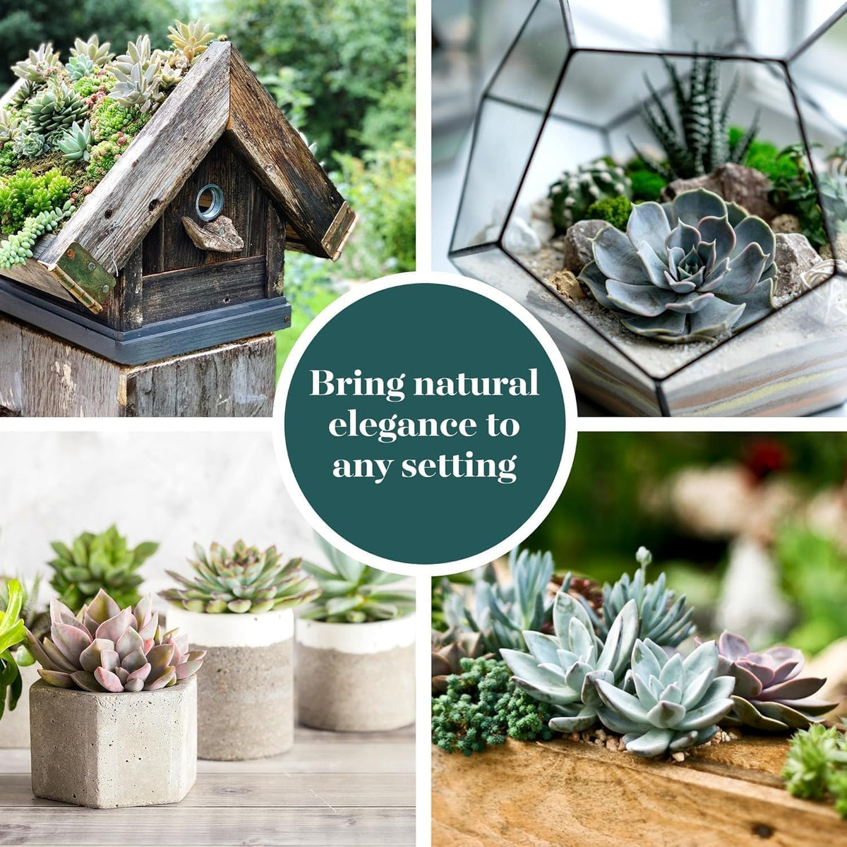 Shop Succulents Blush Rosette displayed in a soft home vignette for cozy color