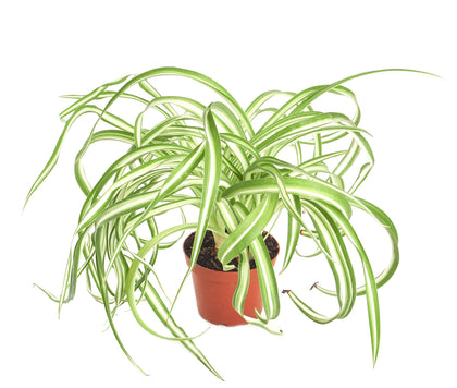 Shop Succulents Bonnie Curly Spider Plant in a 4-inch pot, air-purifying indoor foliage.