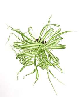 Shop Succulents Bonnie Curly Spider Plant's green-and-white striped leaves thrive in indirect light.