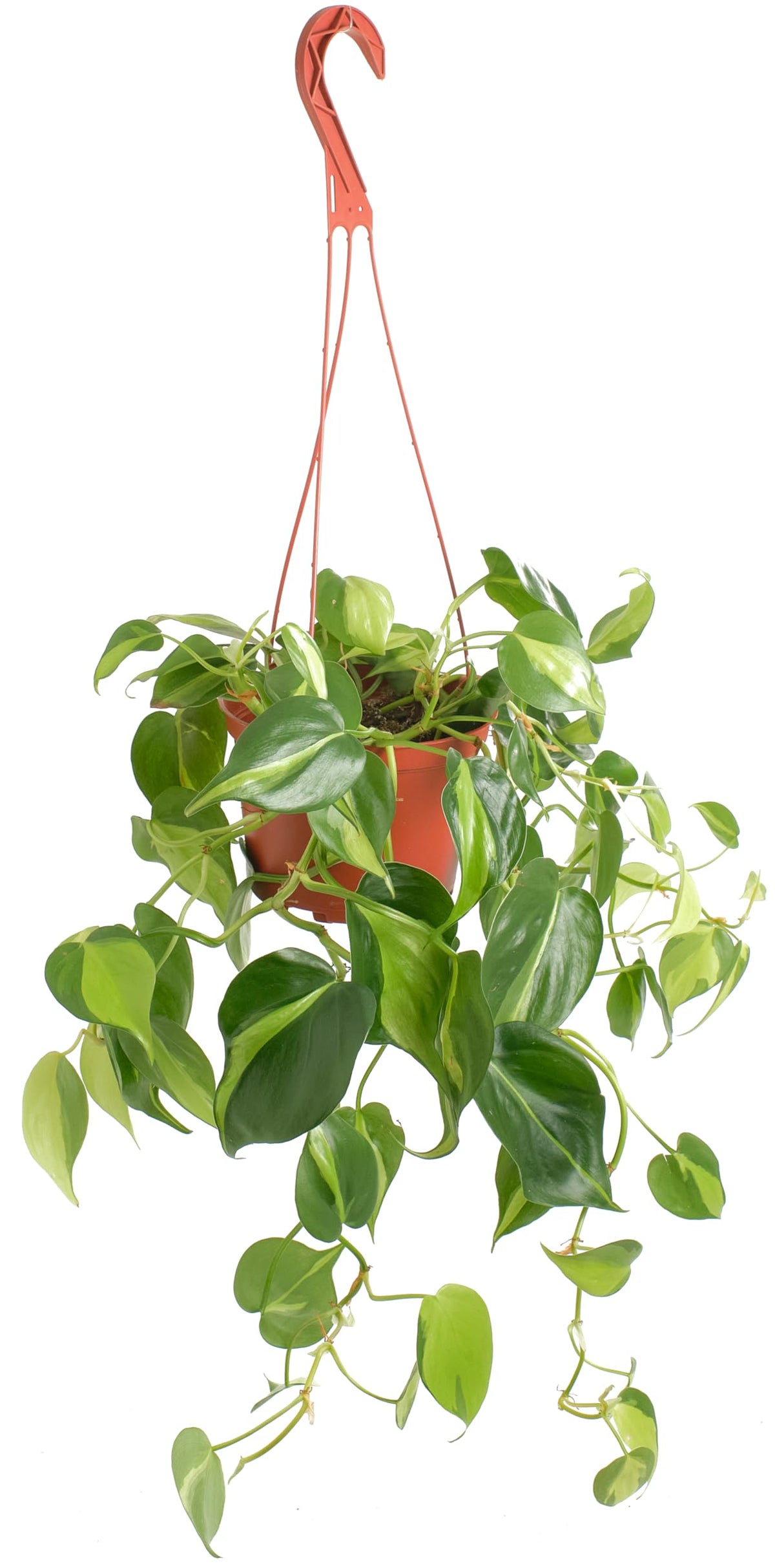 Shop Succulents Brazil Philodendron Heartleaf hanging plant enhances air quality and stylish spaces.
