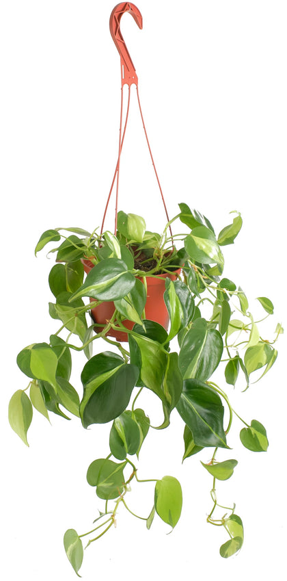 Shop Succulents Brazil Philodendron Heartleaf hanging plant enhances air quality and stylish spaces.