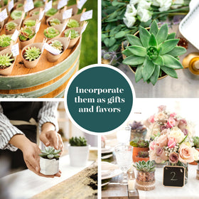 Shop Succulents includes a QR plant reference guide for quick care tips.