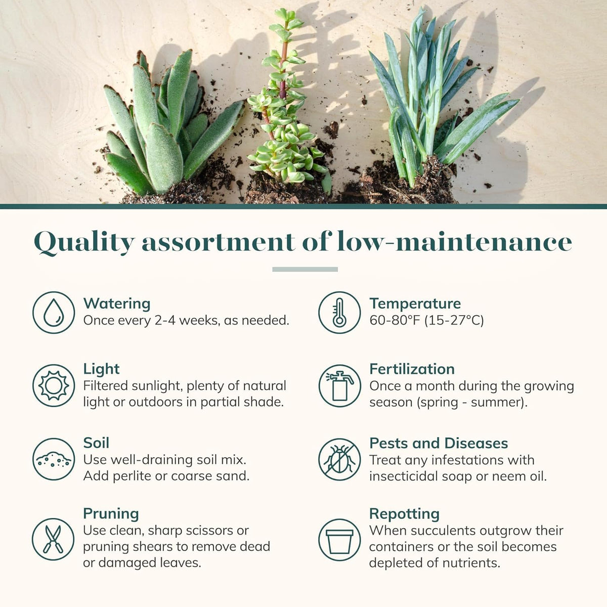 Shop Succulents color and texture variety for versatile decor and year-round interest.