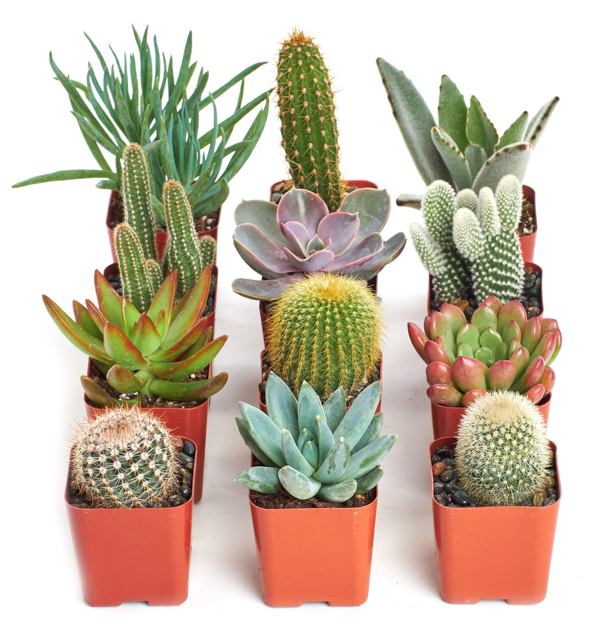Shop Succulents colorful succulent arrays brighten spaces with varied textures and colors