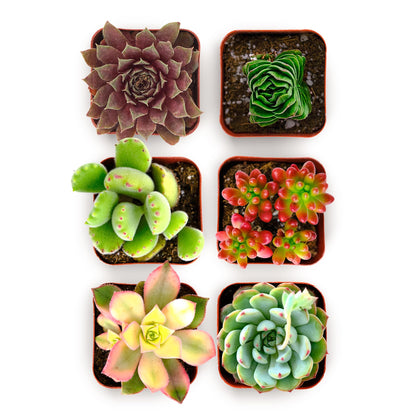 Shop Succulents colorful 2-inch grow pots, ideal for compact spaces and low-maintenance home decor.