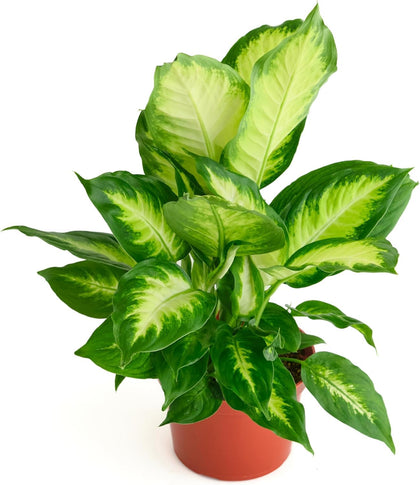 Shop Succulents Dieffenbachia Camille with variegated leaves for stylish indoor decor.