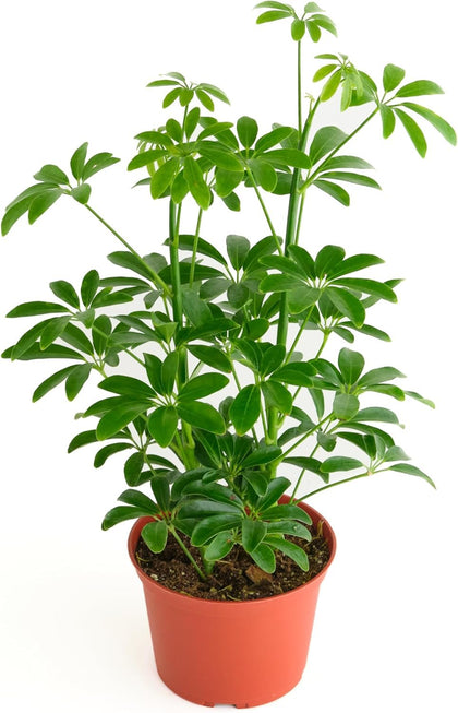 Shop Succulents Dwarf Umbrella Tree in a 6-inch pot enhances desks and shelves with glossy leaves.