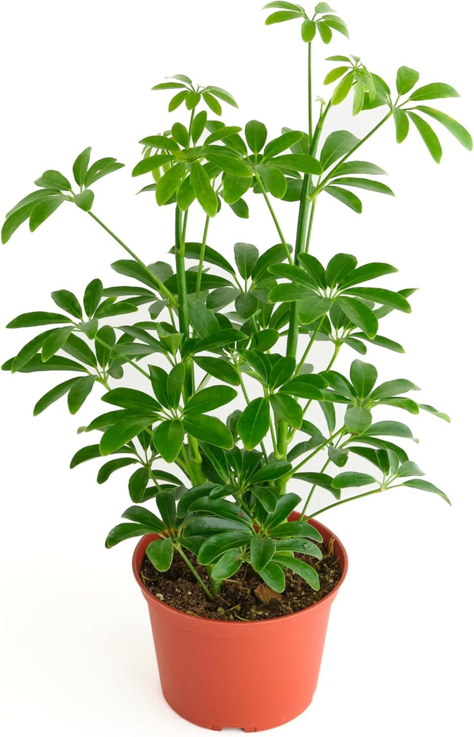 Shop Succulents Dwarf Umbrella Tree in a 6-inch pot enhances desks and shelves with glossy leaves.
