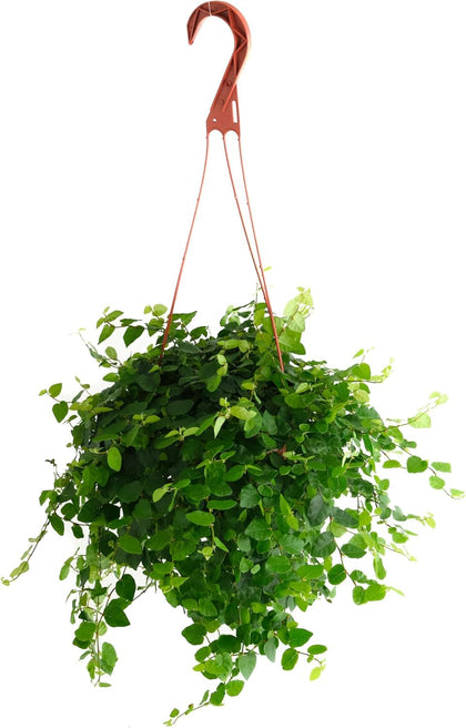 Shop Succulents Ficus Repens Creeping Fig drapes over a shelf, adding lush, low-maintenance greenery.