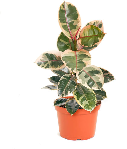 Shop Succulents Ficus Tineke with pink-green leaves for vibrant home or office decor