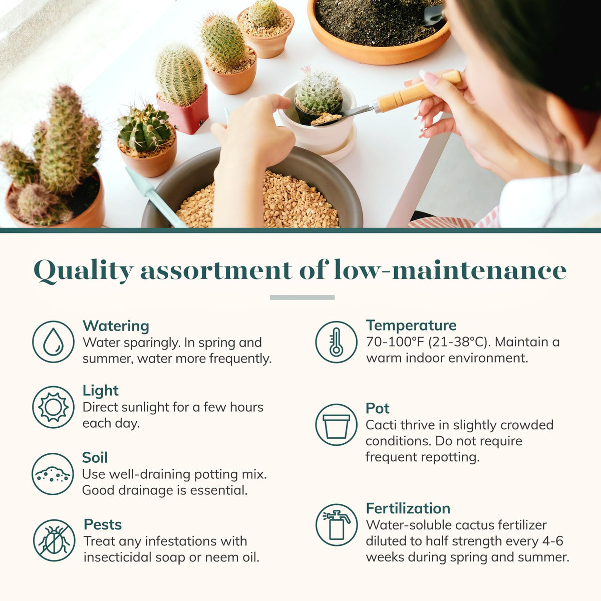 Shop Succulents gift-ready packaging enhances gifting experiences
