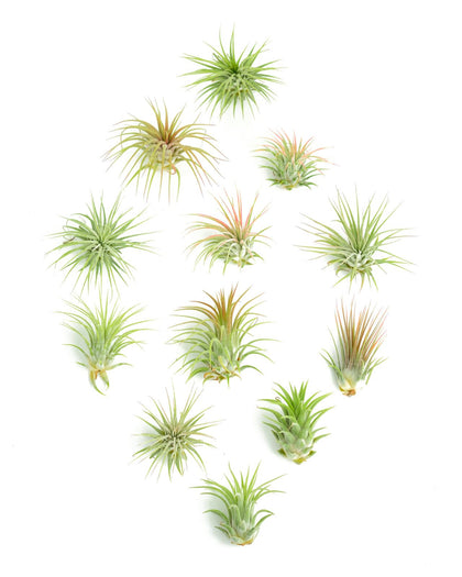 Shop Succulents Ionantha air plant pack—compact, colorful, ideal for terrariums and hanging displays.