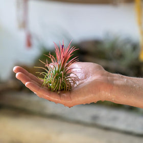 Shop Succulents Ionantha air plant varieties—assorted colors, easy care, perfect for gifts and decor.