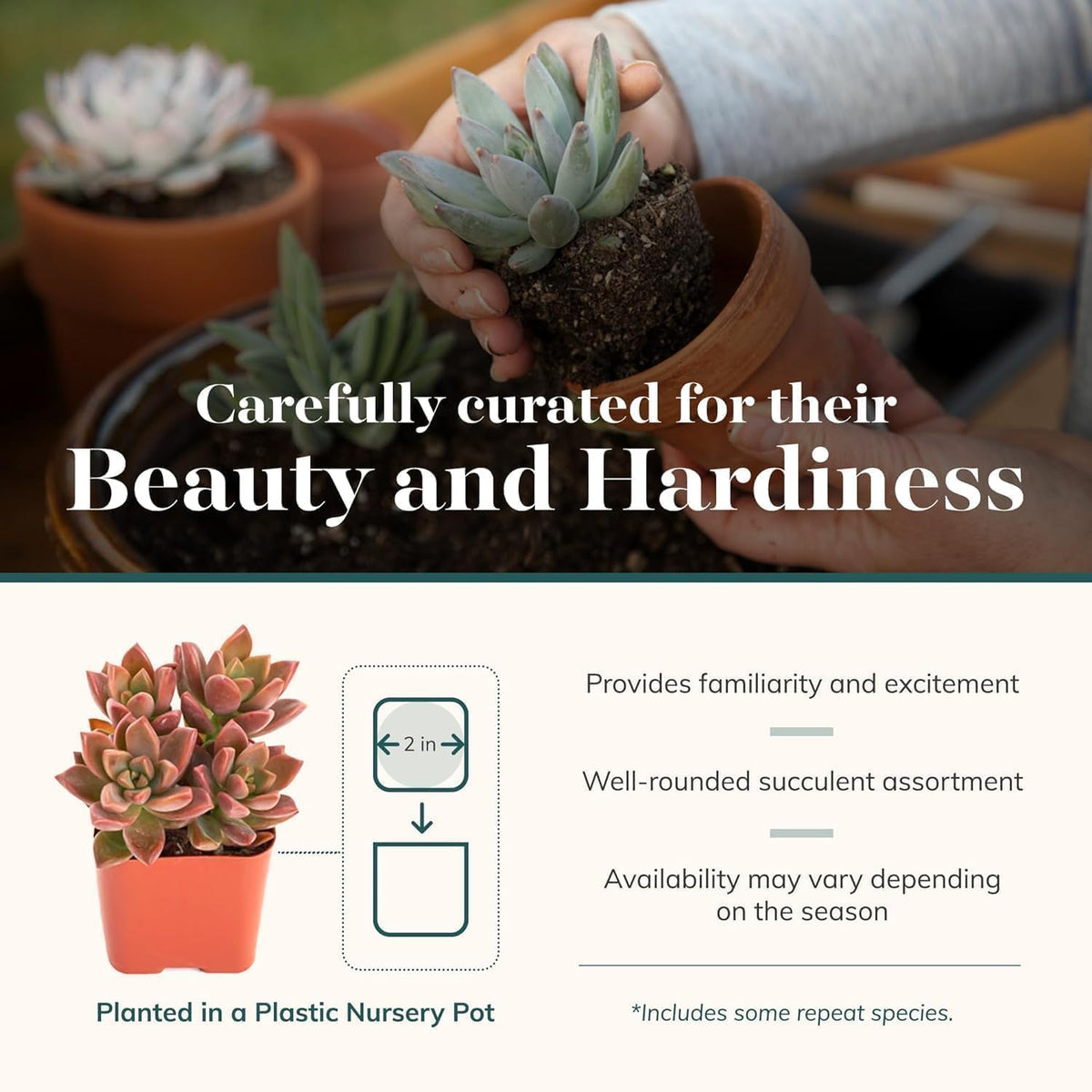 Shop Succulents live mini succulents in bright colors for terrariums and DIY arrangements.