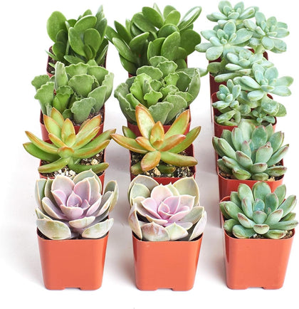 Shop Succulents mini succulents in grow pots for easy home decor and gifts.