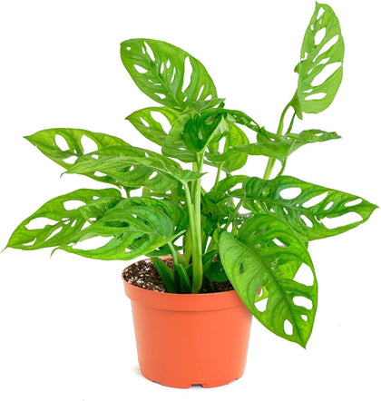 Shop Succulents Monstera Adansonii hanging plant in a 6-inch pot, ideal for indirect light.