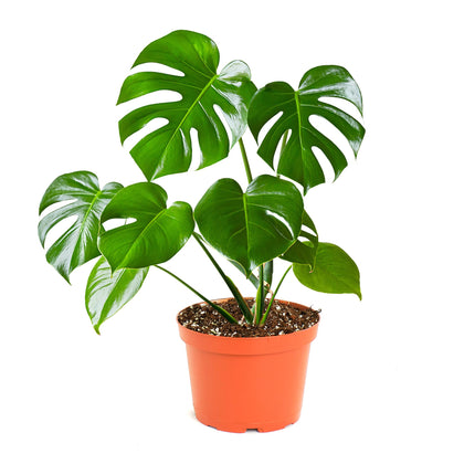 Shop Succulents Monstera Deliciosa in a 6-inch pot, lush foliage adds tropical elegance.